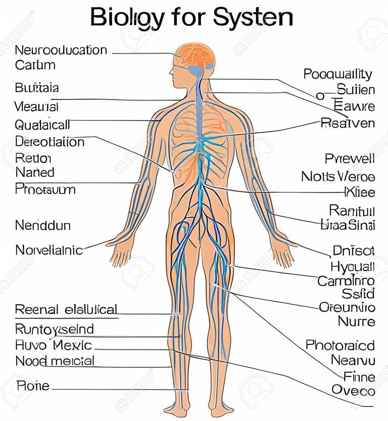 Carta de la educación médica de la biología para el diagrama del sistema nervioso. Ilustración del vector