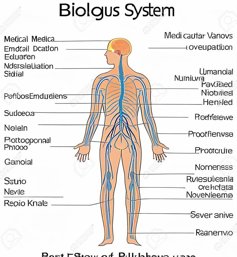 Orvosi képzési biológiai diagram az idegrendszeri diagramhoz. Vektoros illusztráció