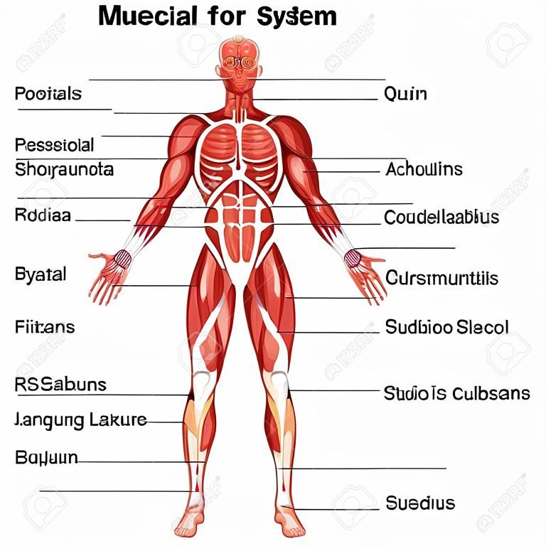 Диаграмма медицинского образования биологии для диаграммы мышечной системы. Векторная иллюстрация