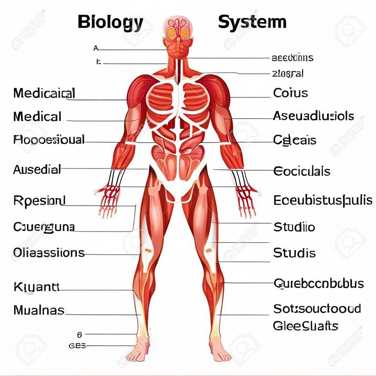 Orvosi oktatás biológiai táblázata az izomrendszer diagramhoz. Vektoros illusztráció