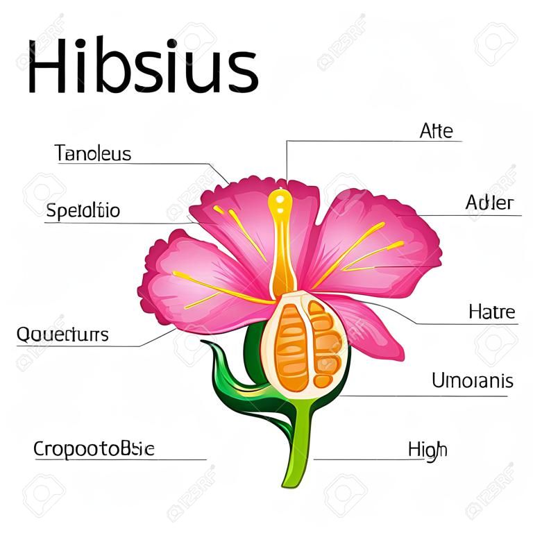 Education Chart of Biology for Anatomy of Hibiscus flower Diagram