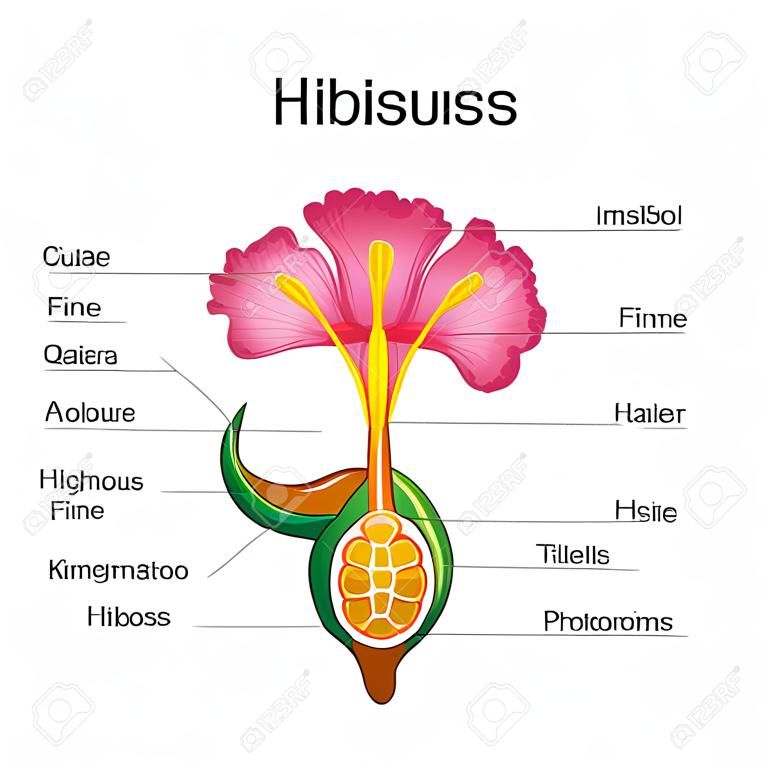 Education Chart of Biology for Anatomy of Hibiscus flower Diagram