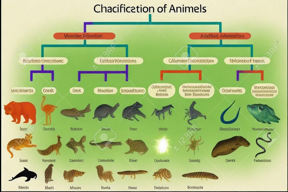 Diagrama de ensino de biologia para classificação de animais diagrama