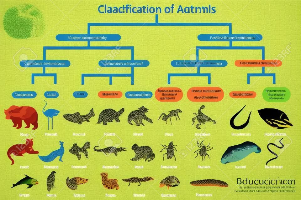 Diagramme du diagramme de biologie pour la classification des animaux de l'éducation