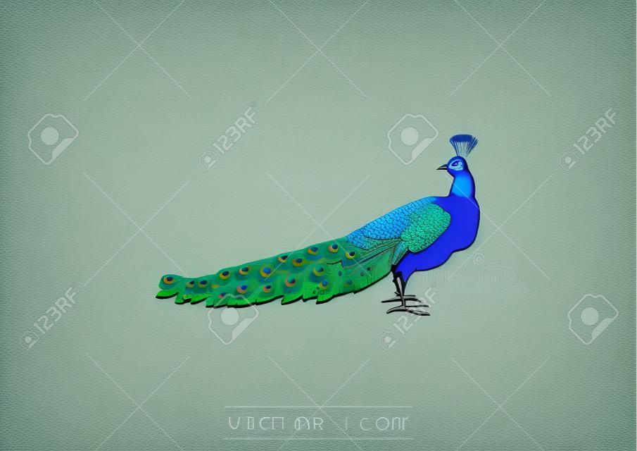Bird ikonra. Peacock vektoros illusztráció.