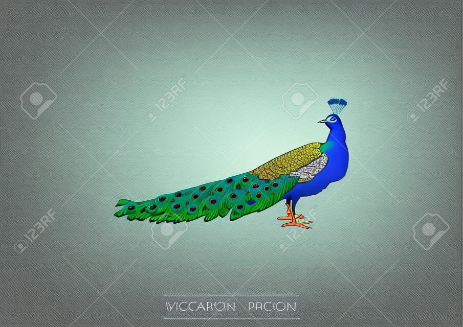 Bird icon. Peacock vector illustration.