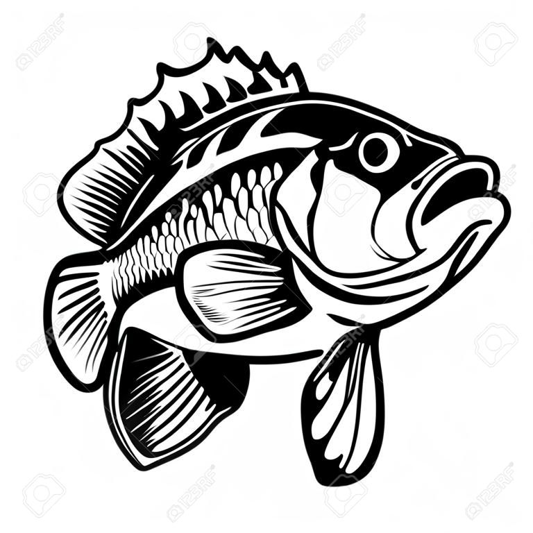 Illustration of bass fish. Big perch. Perch fishing. Design element for logo, emblem, sign, poster, card, banner. Vector illustration