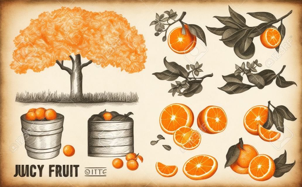 Set oranges hand drawn sketch food illustration in vintage style.