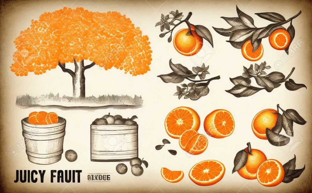 Conjunto laranjas mão desenhada esboço ilustração de alimentos em estilo vintage.
