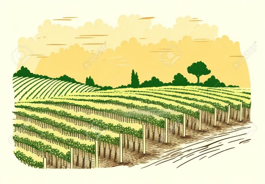Filas de plantas de uva de viñedo en estilo gráfico, dibujado a mano ilustración vectorial.