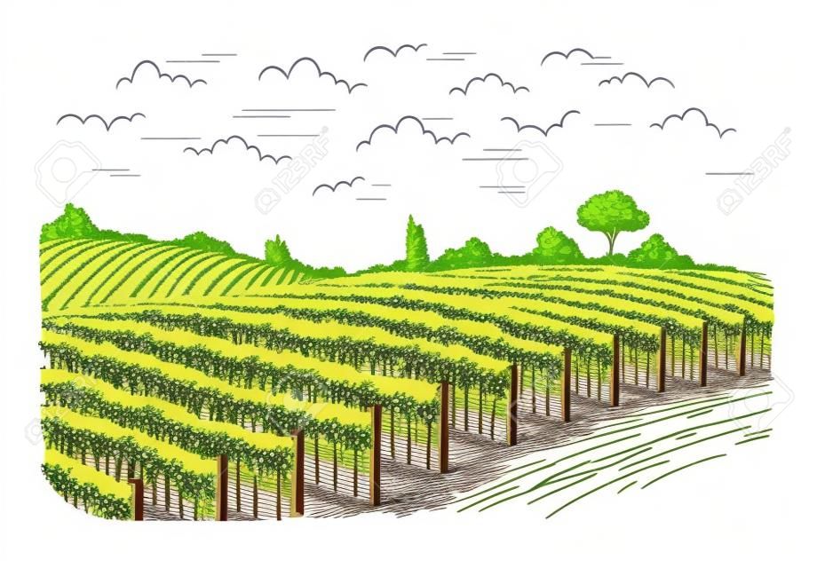 Rows of vineyard grape plants in graphic style, hand-drawn vector illustration.