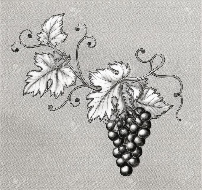 Набор виноградного монохромного эскиза. Ручные рисовые гроздья.