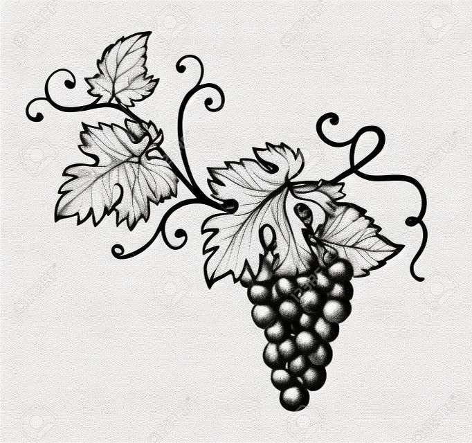 Conjunto de uvas monocromo bosquejo. Mano, dibujado, uva, racimos