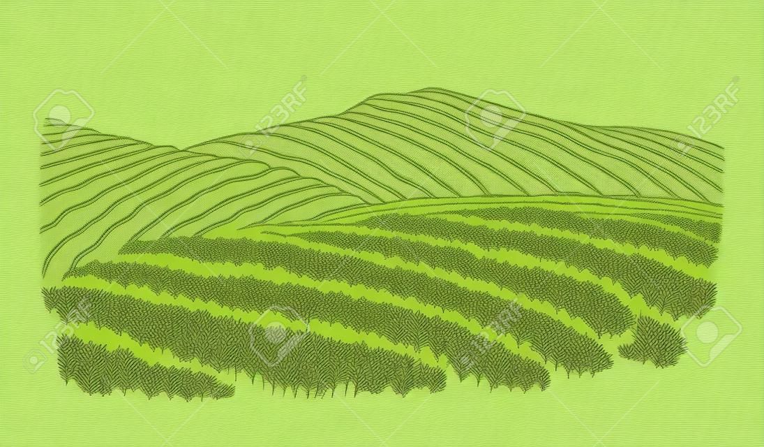 Пейзаж плантации чая в графическом стиле, рисованной векторной иллюстрации.