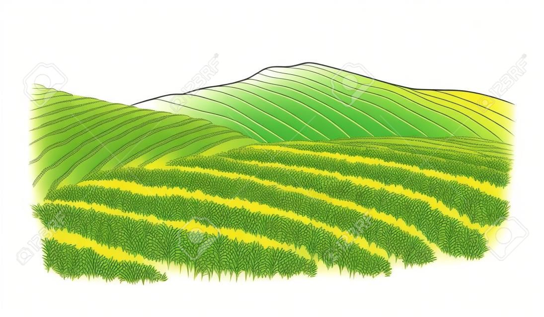 Tea plantation landscape in graphic style, hand-drawn vector illustration.