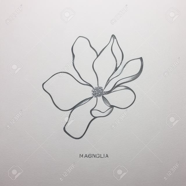 Flor de magnolia dibujada a mano. Elemento de diseño botánico y logotipo.