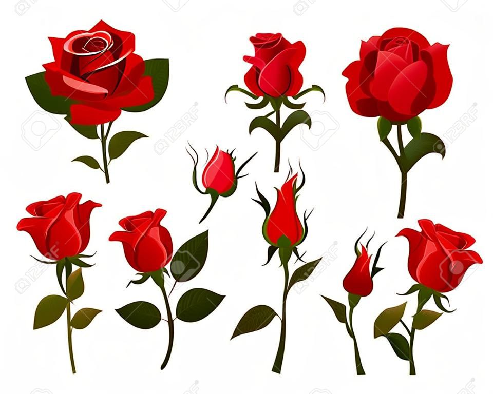 Set of beautiful red roses isolated on white background.Colorful vector roses for invitations, greeting cards, posters etc.