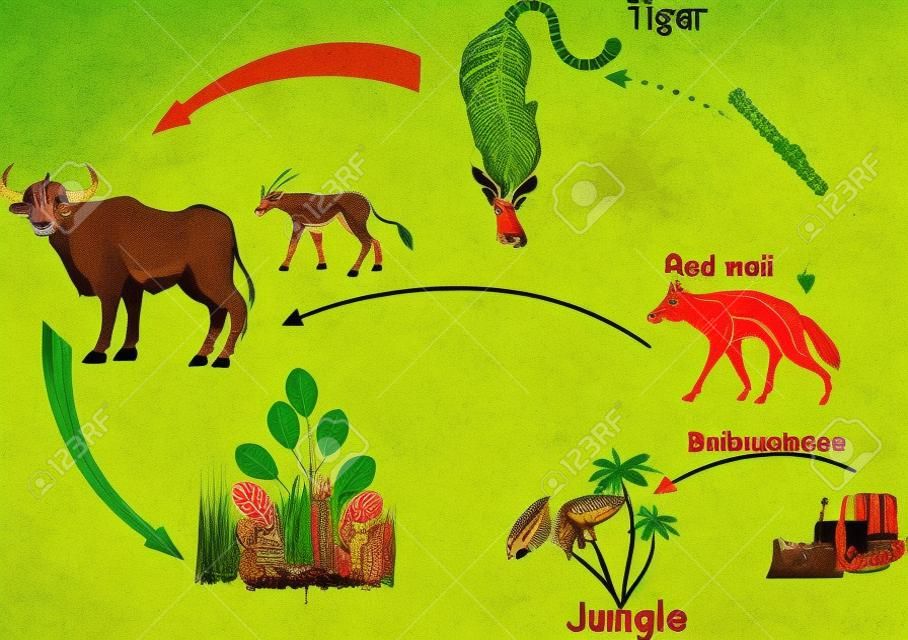 印度叢林食物鏈的生態系統和人類的influense