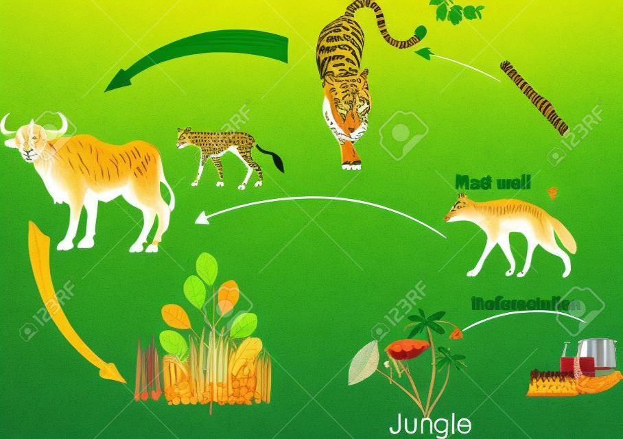 Indiai dzsungel élelmiszerlánc-ökoszisztéma, és az ember influense