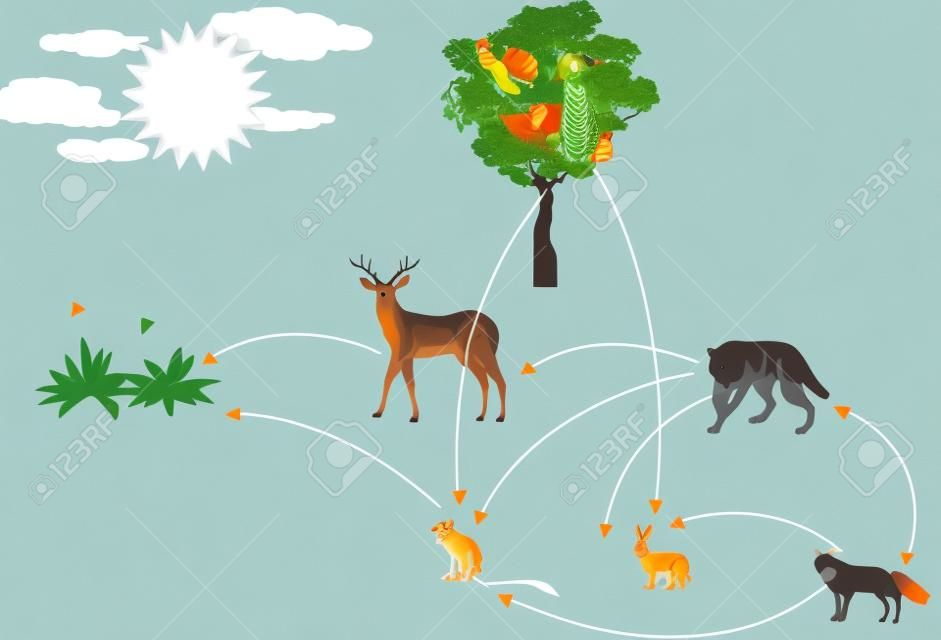 Cadeia alimentar, ilustração de conexões de ecossistema