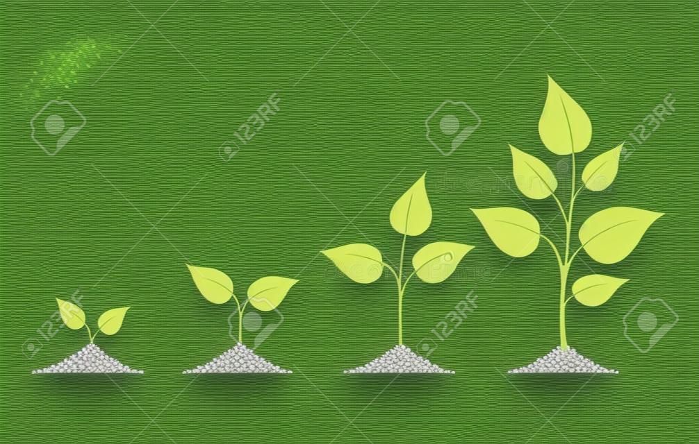 Anlagen wachsen lokalisiert auf weißer Hintergrund- oder Pflanzensamen-, Wachstums- und Bearbeitungsvektorillustration
