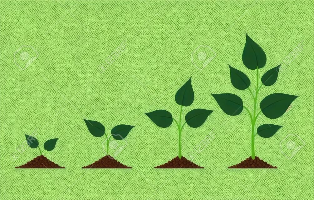 Le piante si sviluppano isolate sull'illustrazione bianca di vettore del seme di pianta o del fondo, di crescita e di coltivazione