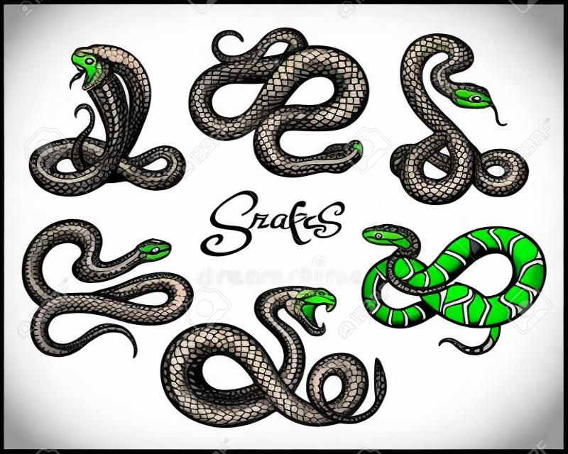 ヘビタトゥーベクトル。白、ヴィンテージマムシ、コブラ邪悪な蛇のベクトルのイラストに色のヘビの入れ墨