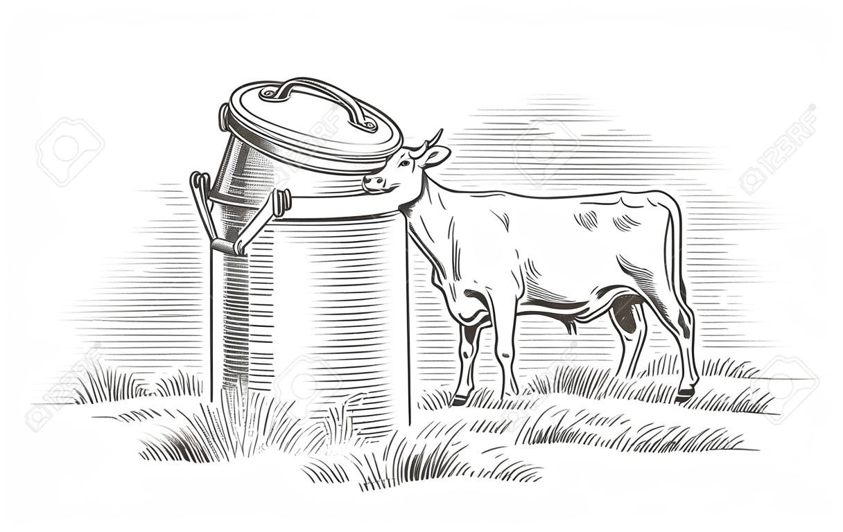 Milk can and cow engraving. Dairy producing summer drawing, milking alpine farm nature vintage sketch vector illustration