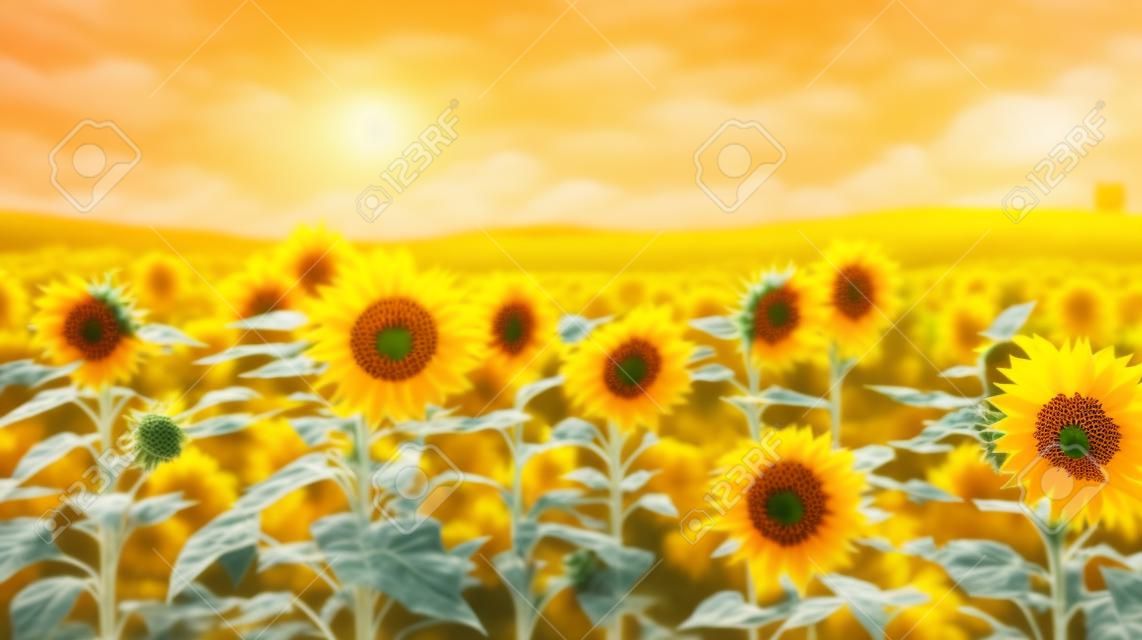 Field of yellow sunflowers. Generative AI