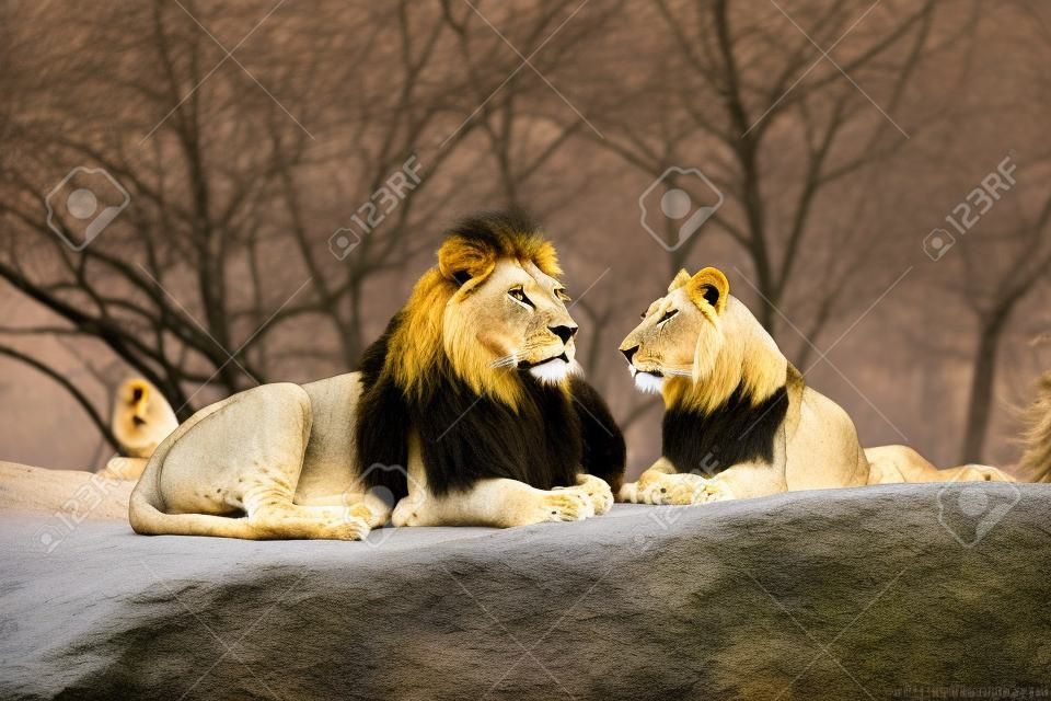 Two adult predators, the family of a lion and a lioness rest on a stone in the zoo of the city of Basel in Switzerland in winter in cloudy weather.
