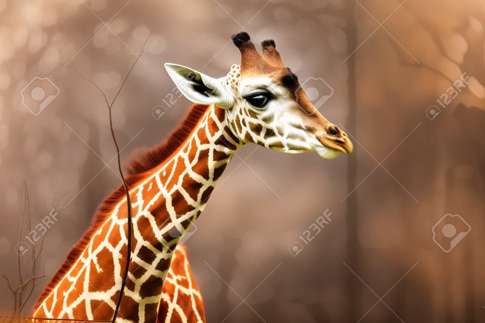 Primo piano, ritratto di una giovane giraffa africana africana recentemente macchiata in tempo nuvoloso, stagione fredda.