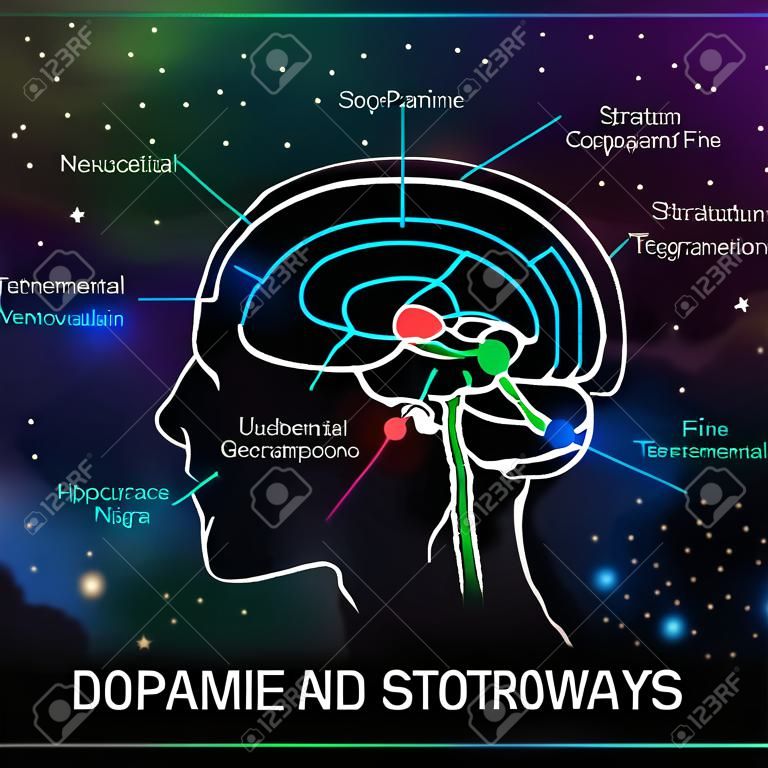 Dopamine and serotonin pathways in the brain. Neuroscience medical infographic. Striatum, substantia nigra, hippocampus, ventral tegmental area and nucleus accumbens