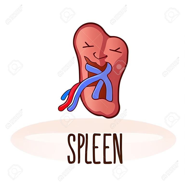 Spleen character, cartoon mascot with funny face. Spleen human anatomy training card