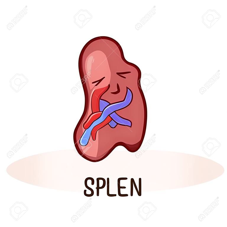 Spleen character, cartoon mascot with funny face. Spleen human anatomy training card