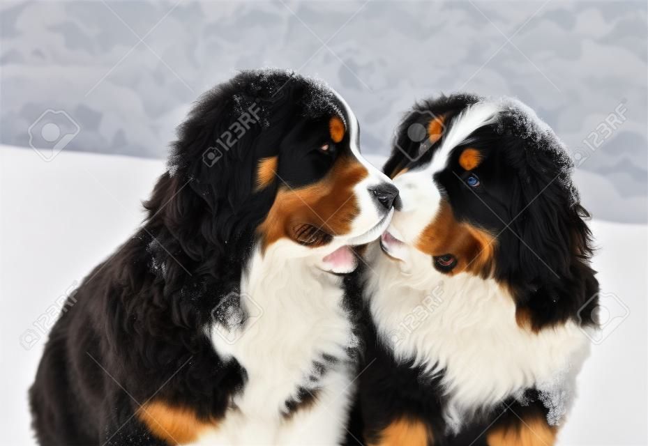 Snowy bernese montaña perro olfatear títeres de los demás