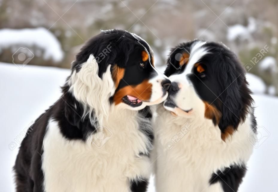 Snowy kukiełki berneński pies pasterski powąchać nawzajem