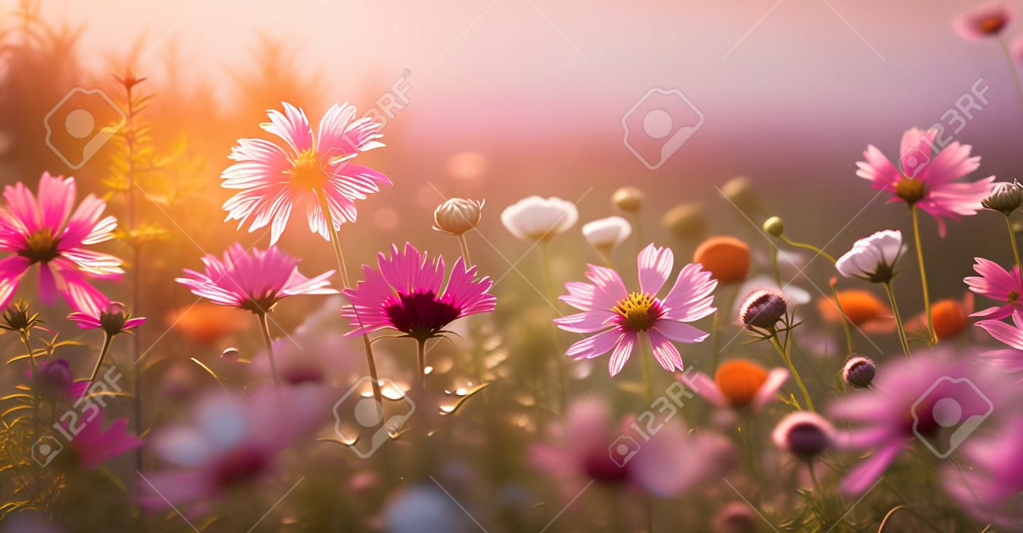 meadow flower sunset nature field violet background pink beautiful cosmos blooming. Generative AI.
