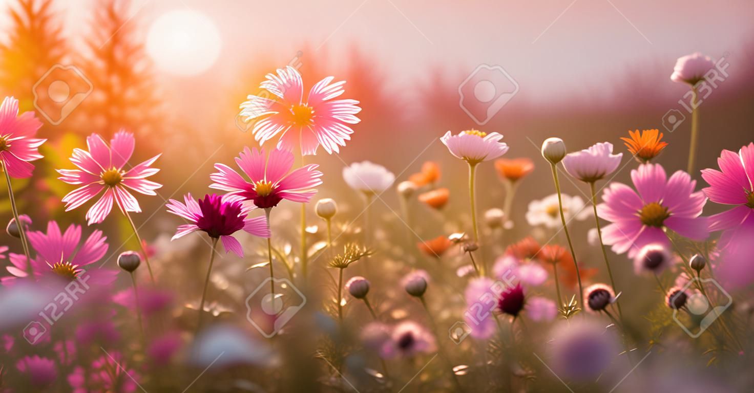 meadow flower sunset nature field violet background pink beautiful cosmos blooming. Generative AI.