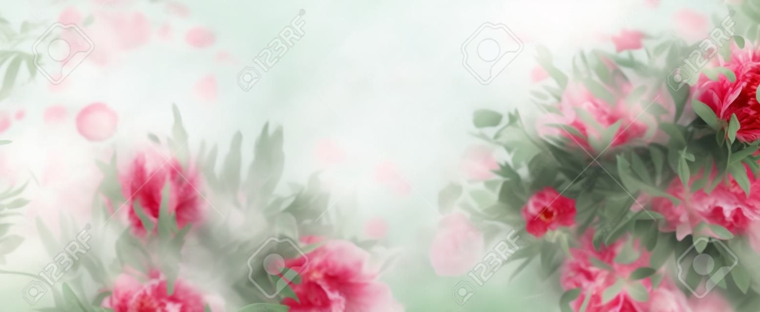 Peony Bush mit Garten Salbei und roten Rose Blumen auf sonnigen Park Hintergrund Banner für Website