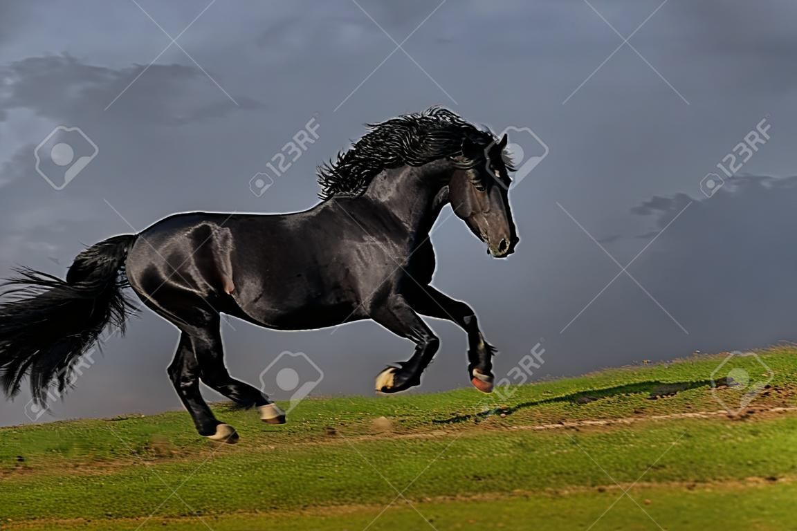 schwarz Friesian Stallion Galopp in sunset