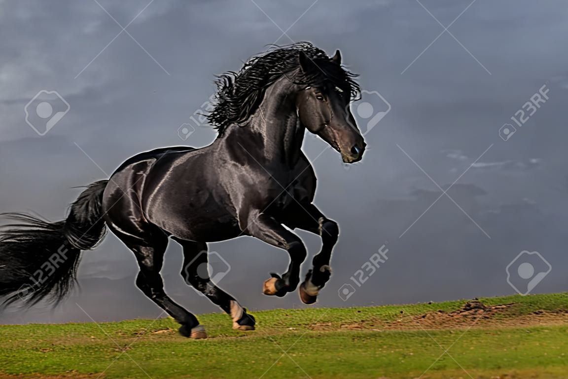 schwarz Friesian Stallion Galopp in sunset