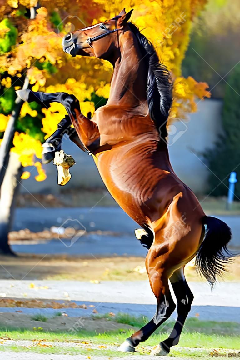 horse rearing up on golden autumn background