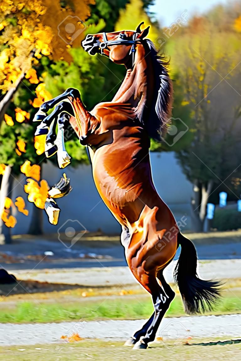 horse rearing up on golden autumn background