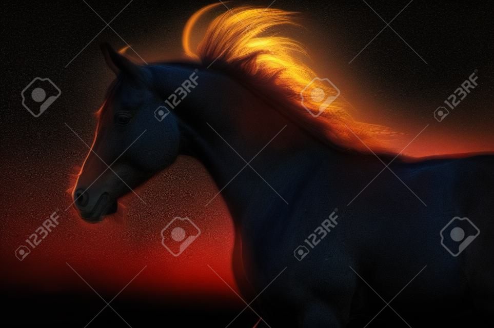 árabe silueta a caballo en el fondo oscuro
