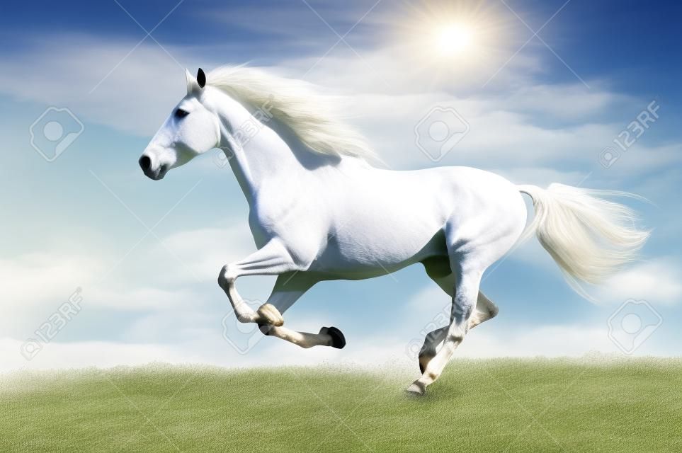 Cavallo bianco corre al galoppo sul prato su sfondo cielo