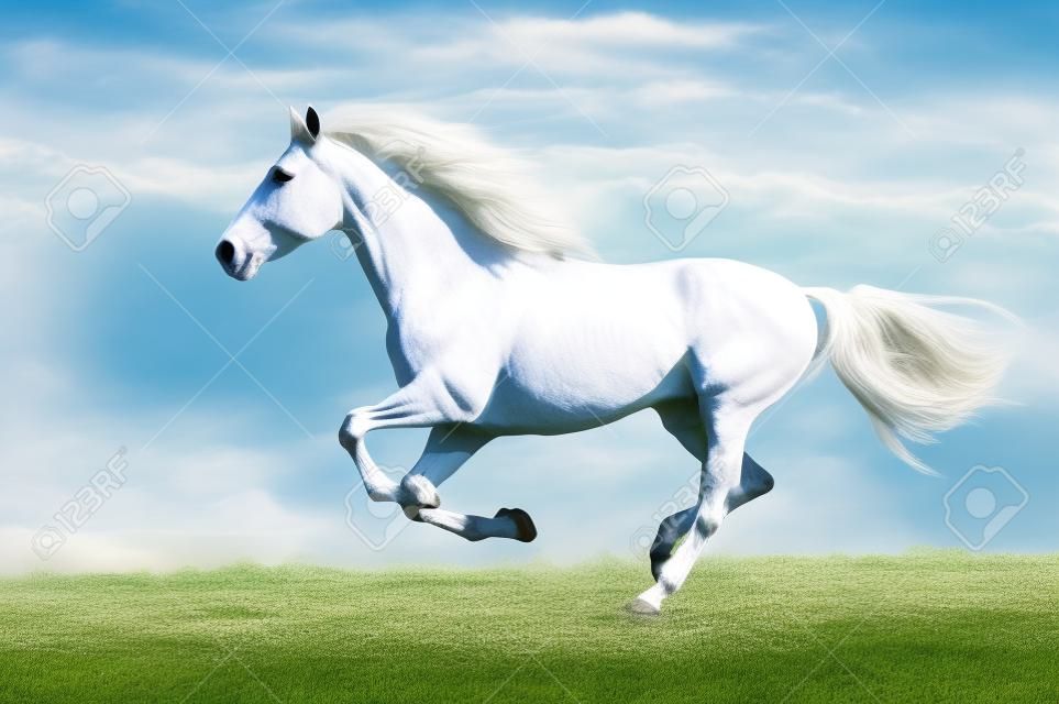 Witte paard loopt galop op de weide op hemel achtergrond