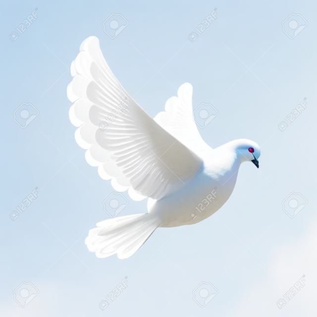 Vuelo de la paloma, paloma blanca, paloma aislado, paloma blanca del vuelo, paloma blanca, pájaro blanco, paloma blanca aislado