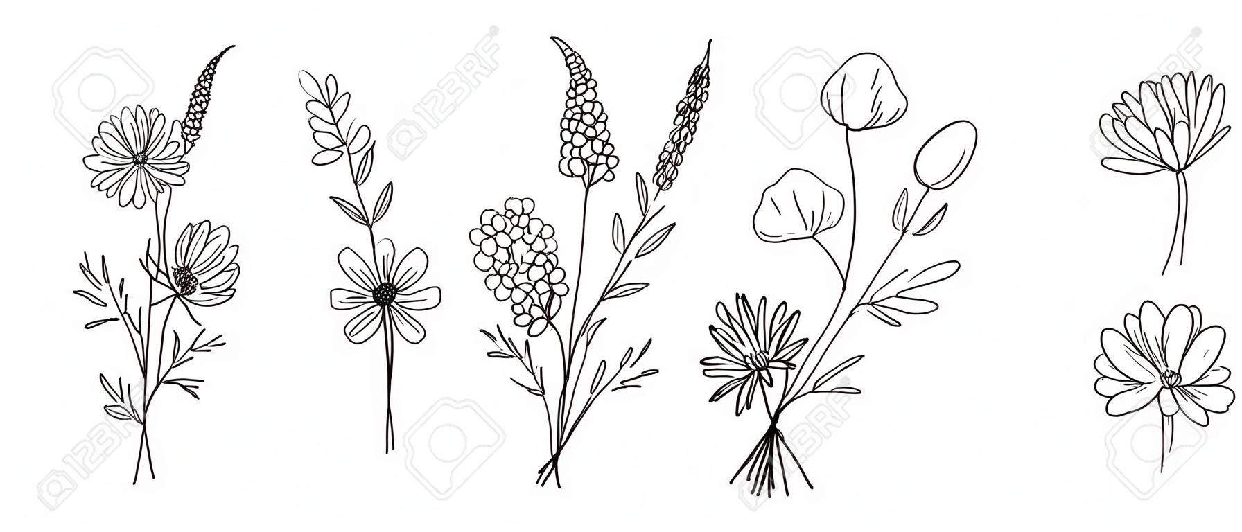 Wildflower-Strichzeichnungssträuße gesetzt. Wiesenblumen, Kräuter, Wildpflanzen, botanische handgezeichnete Elemente für Designprojekte. Vektor-Illustration.