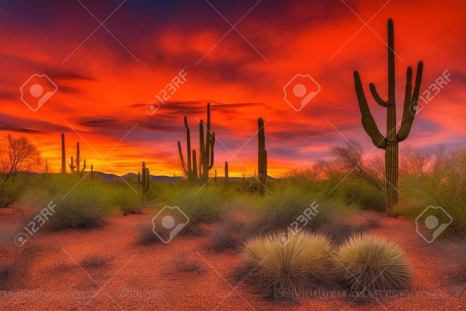 Pôr do sol no Parque Nacional de Saguaro com Saguaros em primeiro plano. Arizona. EUA