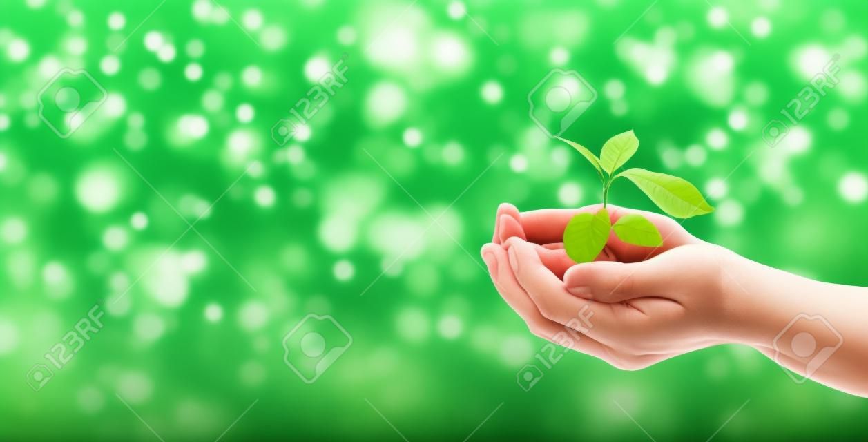 A plant in hands on a green background. Ecology and gardening concept. nature banner background.